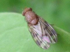 Homoneura mayrhoferi