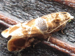 Lobesia yasudai