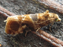 Lobesia yasudai