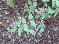 Rubus