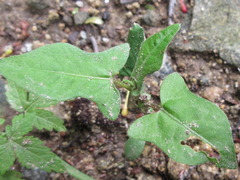 Persicaria thunbergii