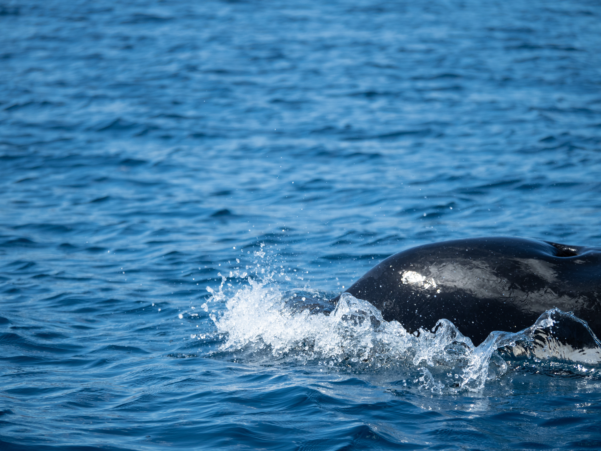 Orcinus orca