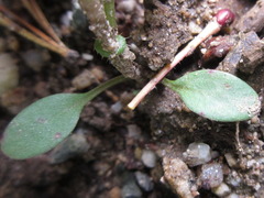 Persicaria thunbergii