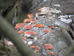 Fungi