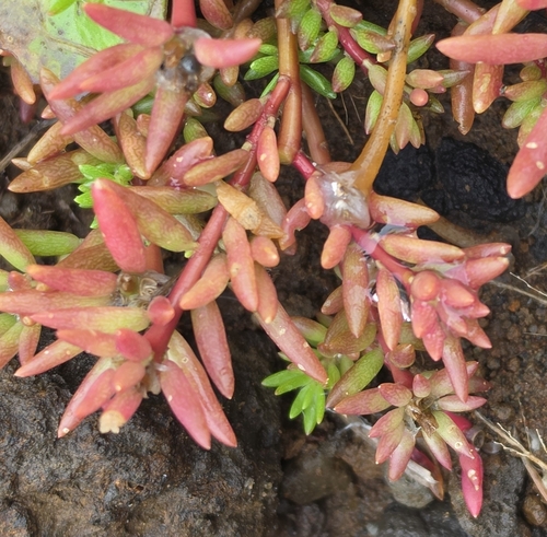Portulaca pilosa observed 2026-04-10
