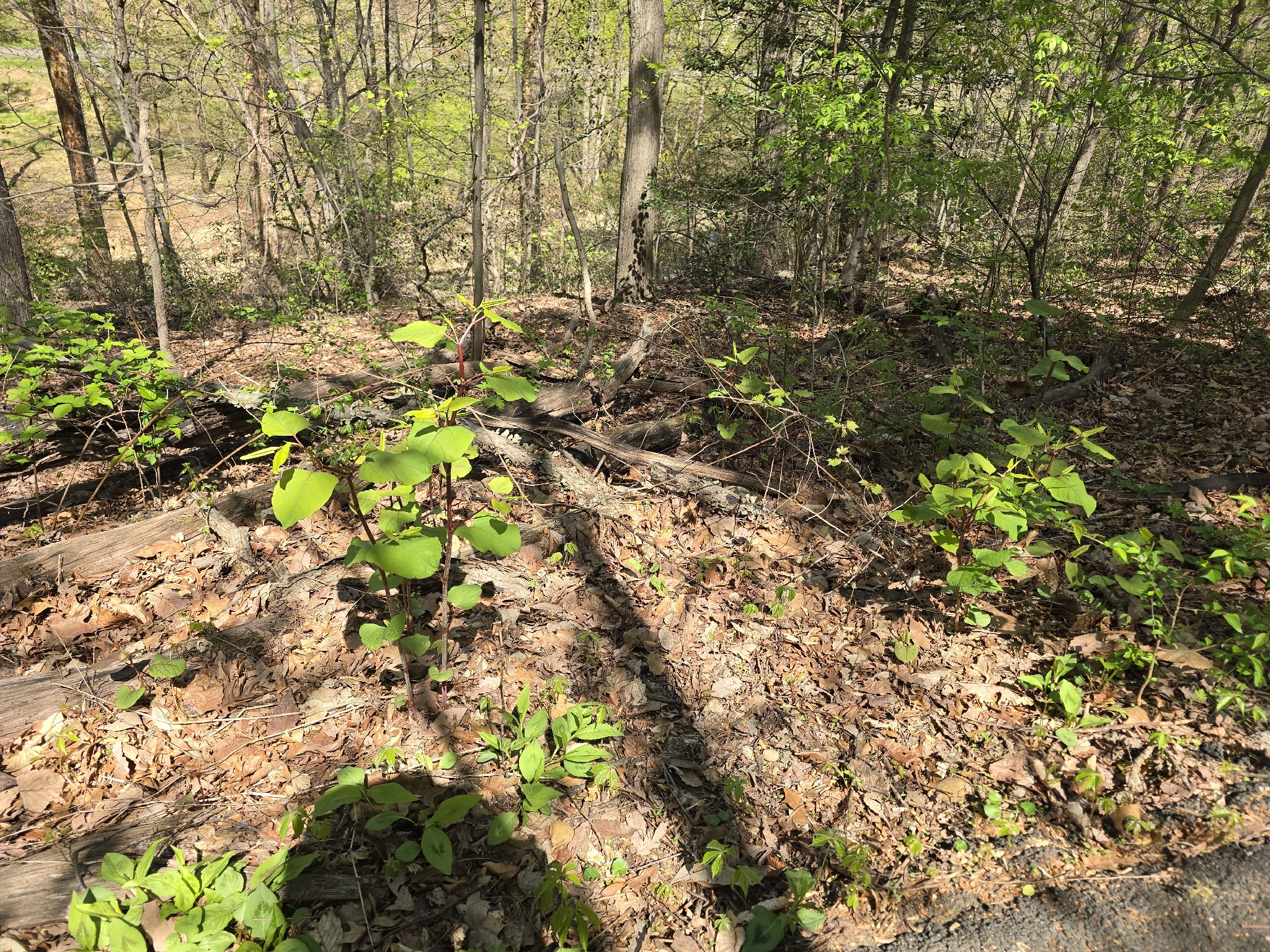 Japanese Knotweed (Reynoutria japonica)