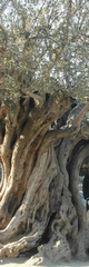 Olea europaea europaea
