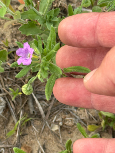 rough nama (Nama hispida)