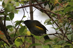 Phainoptila melanoxantha