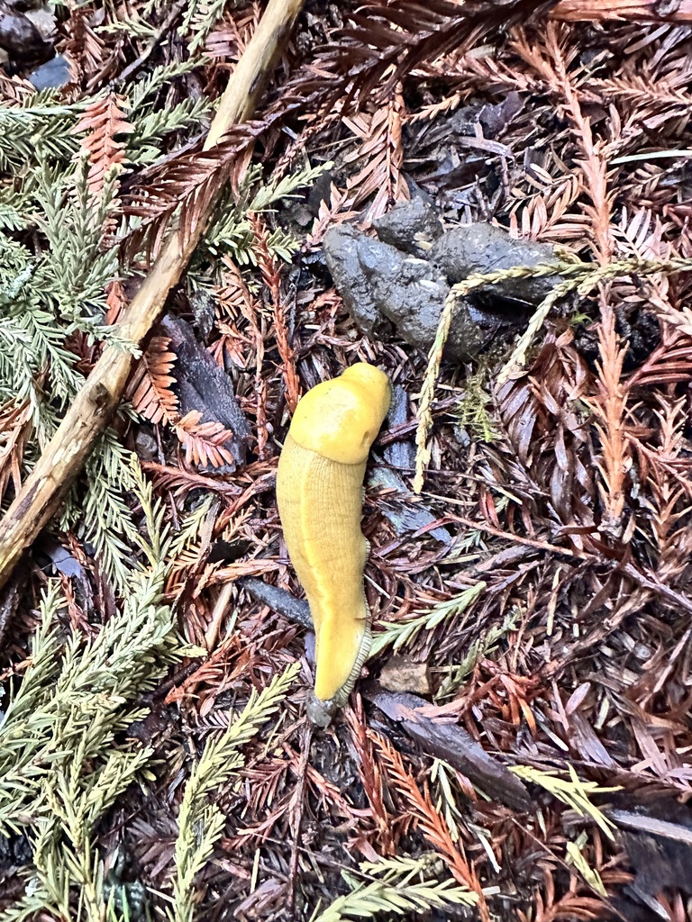California Banana Slug from La Honda Creek Open Space Preserve, Redwood ...