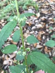 Urtica chamaedryoides