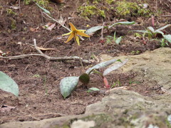 Erythronium umbilicatum