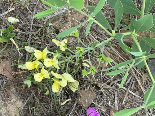cream wild-indigo (Baptisia leucophaea)