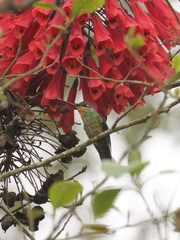 Coeligena bonapartei