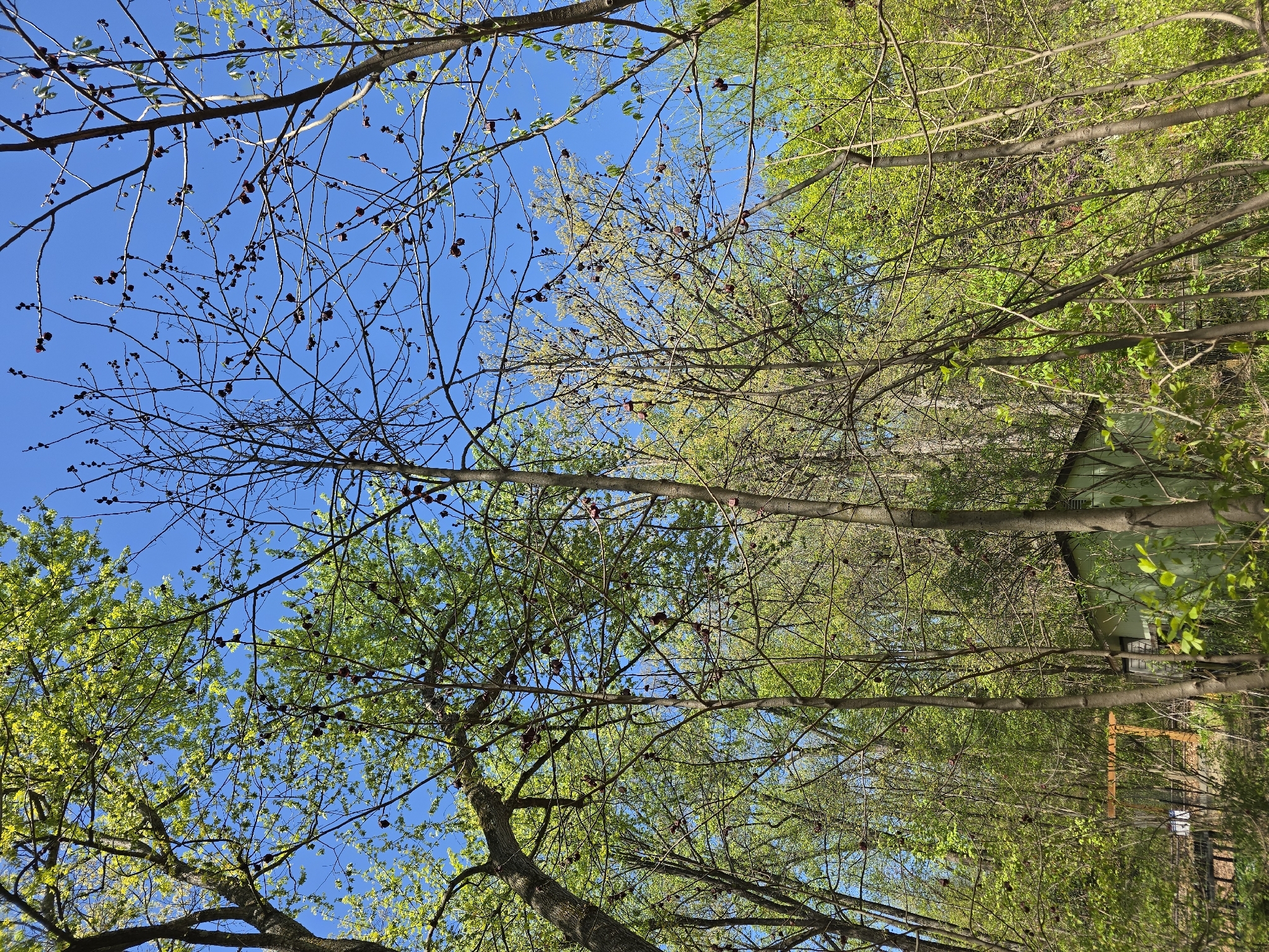 Common Pawpaw (Asimina triloba)