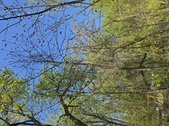 L'asiminier Trilobé (Asimina triloba)