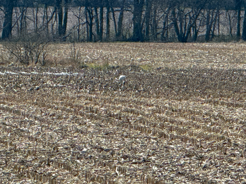 Whooping Crane photographed in Iowa