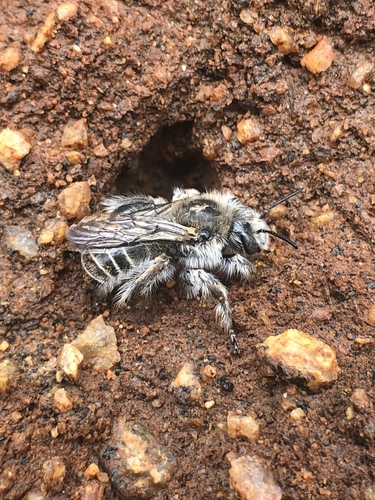 Bindweed Turret Bee photo 3