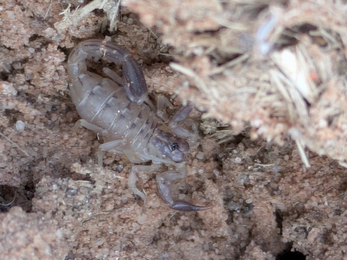 Lesser Stripetail Scorpion photo 5