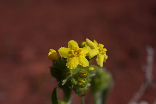Brenda's Yellow Cryptantha (Oreocarya flava)