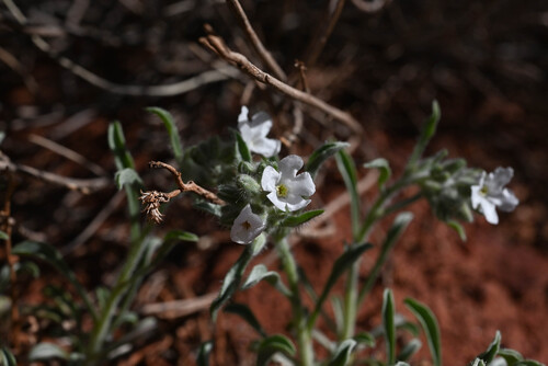 Canyon Cryptantha (Oreocarya tenuis)