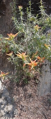 Castilleja tenuiflora