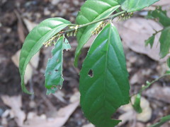 Maesa japonica