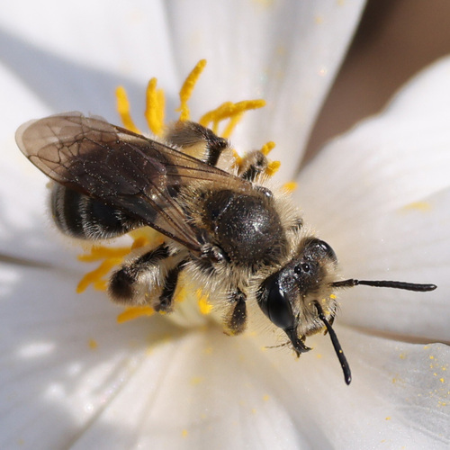 Trout-lily Mining Bee photo 2