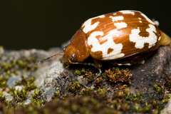 Asiophrida spectabilis