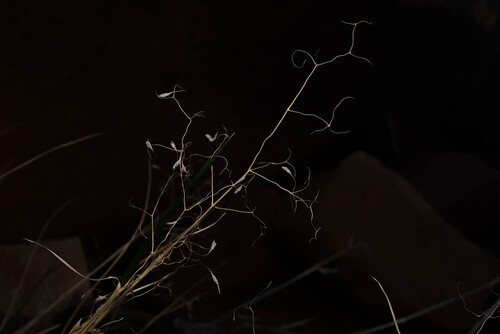 Sand Ricegrass (Eriocoma hymenoides)