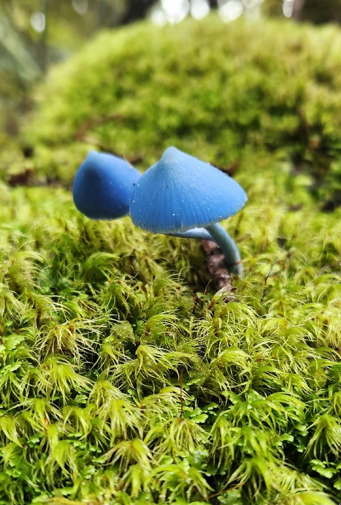 Entoloma hochstetteri · April 2026 · photo: © alamettyr (iNaturalist, cc-by)