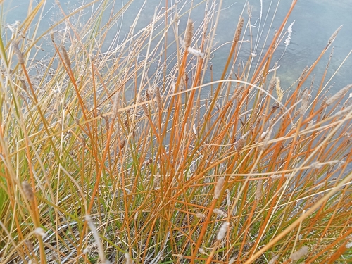 Sharp Spike Sedge (Eleocharis acuta)