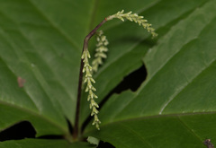 Chloranthus oldhamii