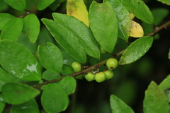 Ilex rugosa