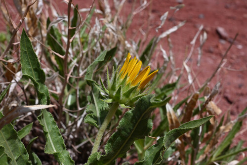 Badlands Mule-ears (Scabrethia scabra)