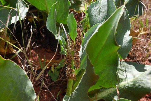 Canaigre Dock (Rumex hymenosepalus)