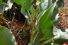 Rumex hymenosepalus, photograph (c) Anders Hastings, some rights reserved (CC BY)