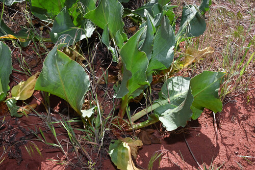 Rumex hymenosepalus, photograph 5