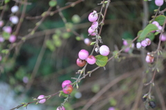 Symphoricarpos doorenbosii