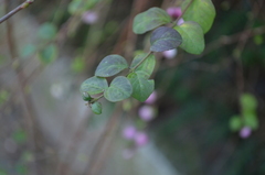 Symphoricarpos doorenbosii