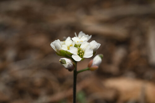 wedgeleaf draba (Tomostima cuneifolia)