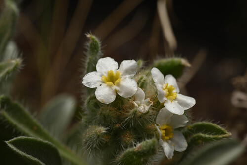 Baker's Cryptantha (Oreocarya bakeri)