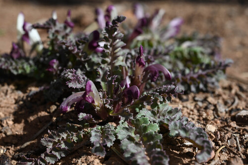 Dwarf Lousewort (Pedicularis centranthera)