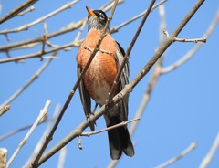 Turdus migratorius