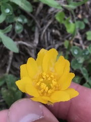 Ranunculus macranthus
