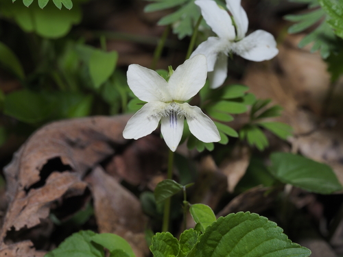 cream violet (Viola striata)