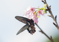 Papilio thaiwanus