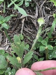 Ranunculus macranthus