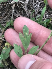 Ranunculus macranthus