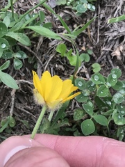 Ranunculus macranthus